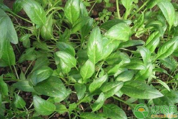 菠菜的栽培與管理技術(shù)